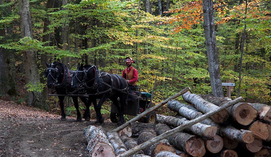 experience-canonica-farm-forest